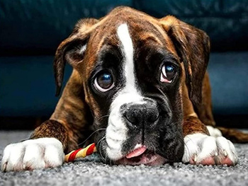 HAFT DIAMENTOWY Diamond Painting Mozaika Diamentowa Zestaw Pies Buldog