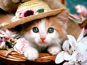 HAFT DIAMENTOWY Diamond Painting Mozaika Diamentowa Dla Dzieci Zestaw Kotek