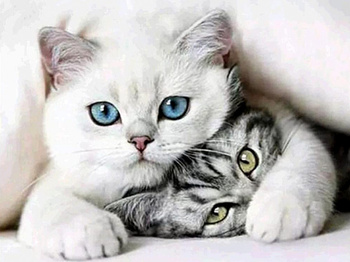 HAFT DIAMENTOWY Diamond Painting Mozaika Diamentowa Dla Dzieci Zestaw Kotek Kotki