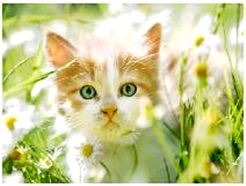 Obraz MALOWANIE PO NUMERACH RAMA W ZESTAWIE 50x40 Kot Koty Kotki